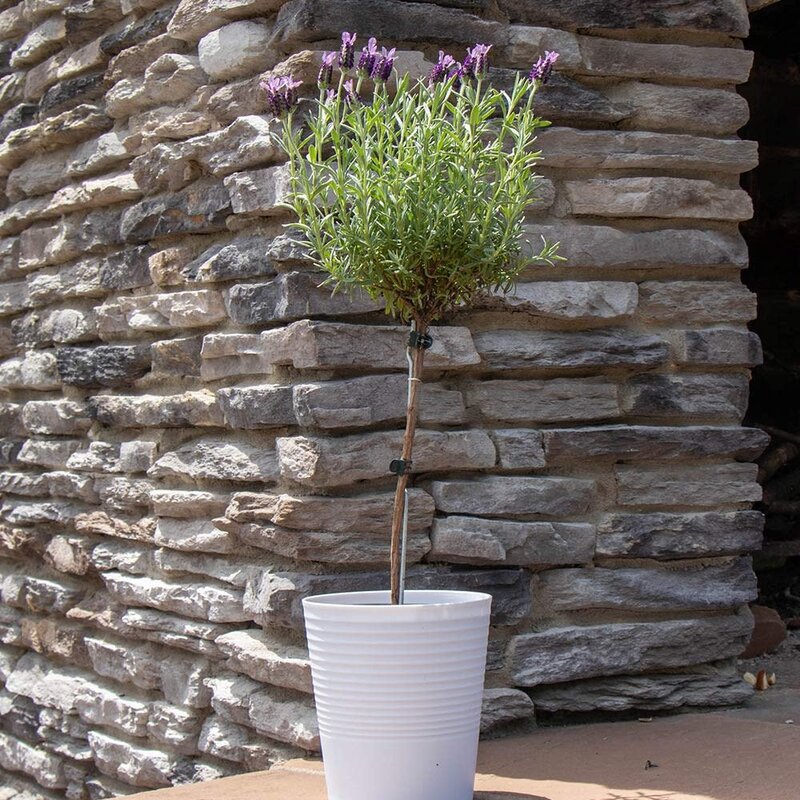 Lavender Topiary With Self Watering Pot 6"