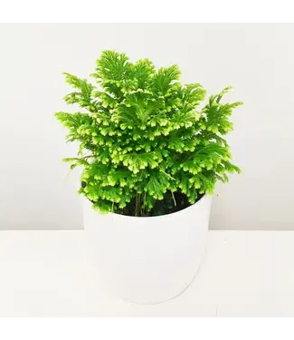 Frosty Fern in Self Watering Pot 2.5"