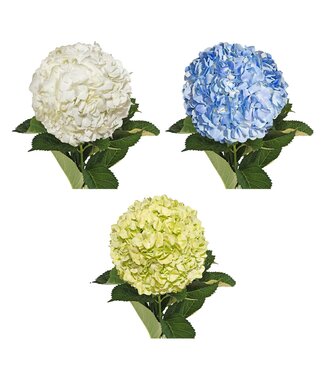 Hydrangea 1 Bloom 4"