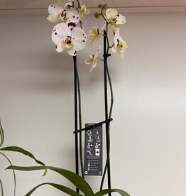 Magnifica Orchid 2 Spike 5"