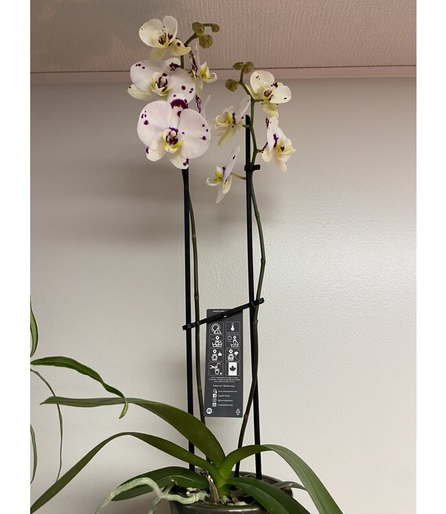 Magnifica Orchid 2 Spike 5"