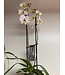 Magnifica Orchid 2 Spike 5"