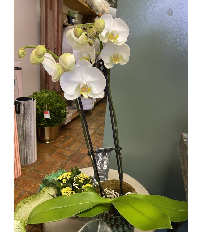 Magnifica Orchid 2 Spike 5"