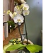 Magnifica Orchid 2 Spike 5"