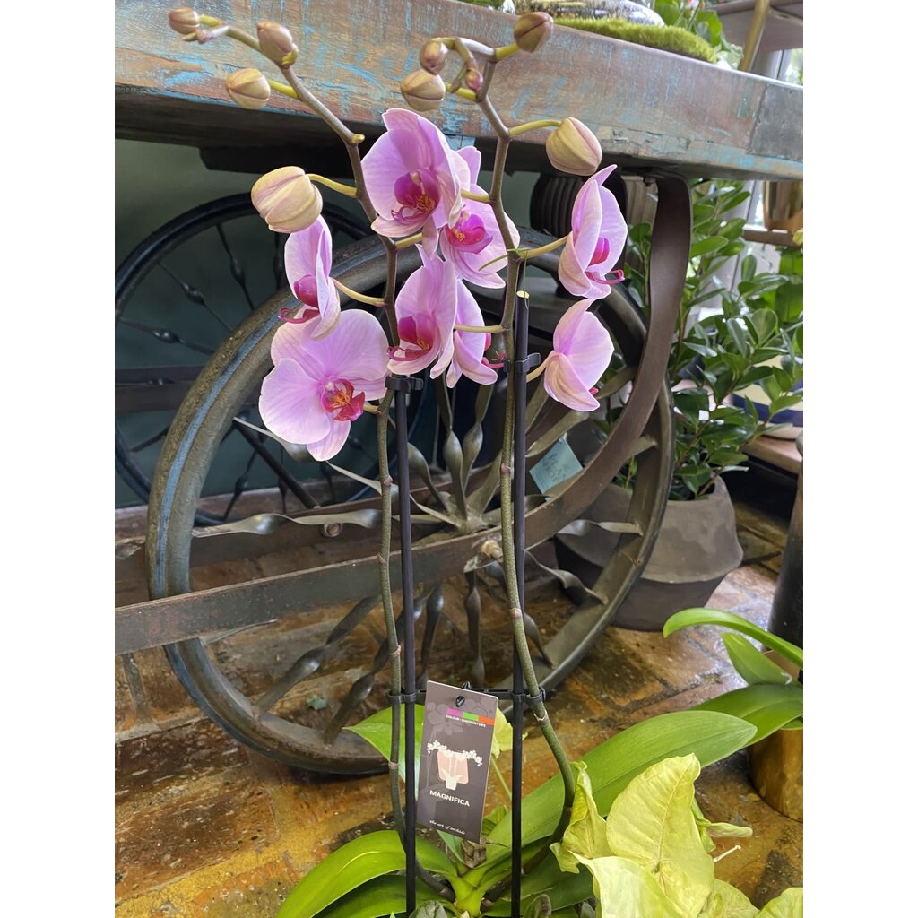 Magnifica Orchid 2 Spike 5"