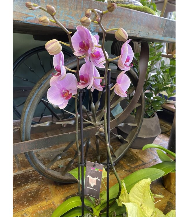 Magnifica Orchid 2 Spike 5"