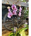 Magnifica Orchid 2 Spike 5"
