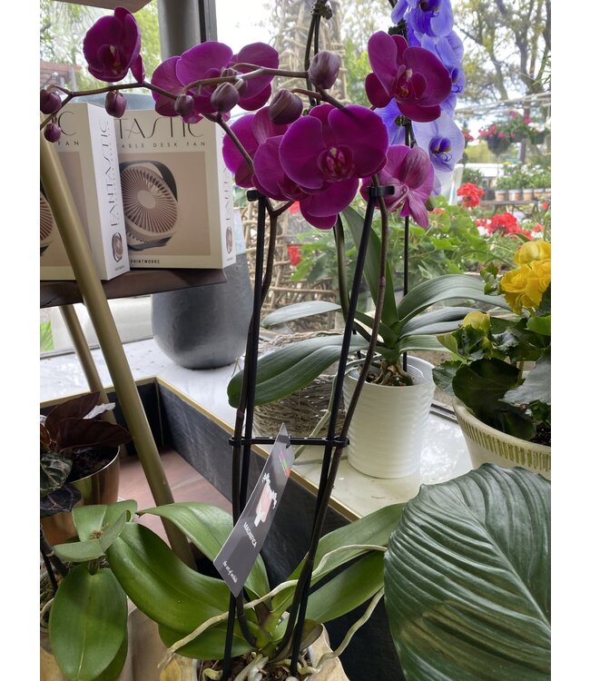 Magnifica Orchid 2 Spike 5"