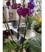Magnifica Orchid 2 Spike 5"
