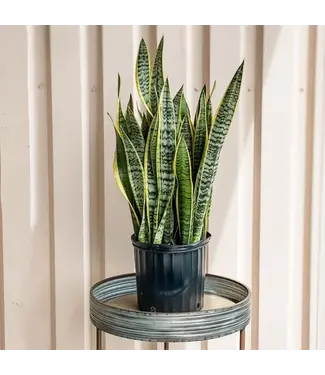 Sanseveria Snake Plant Silver Streak10"