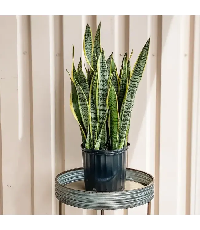 Sanseveria Snake Plant 10"