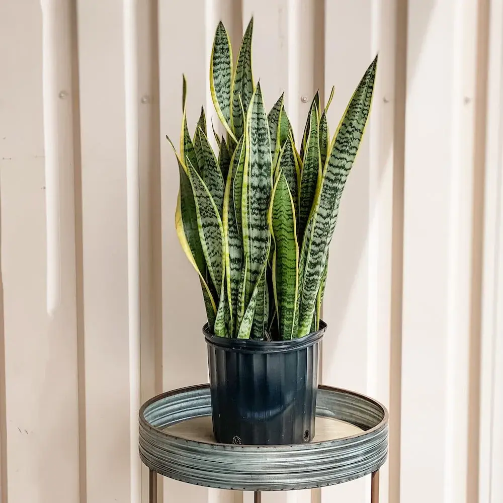 Sanseveria Snake Plant Silver Streak10