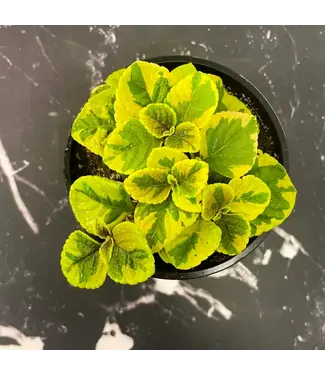 Plectranthus 'Guacamole' 4"