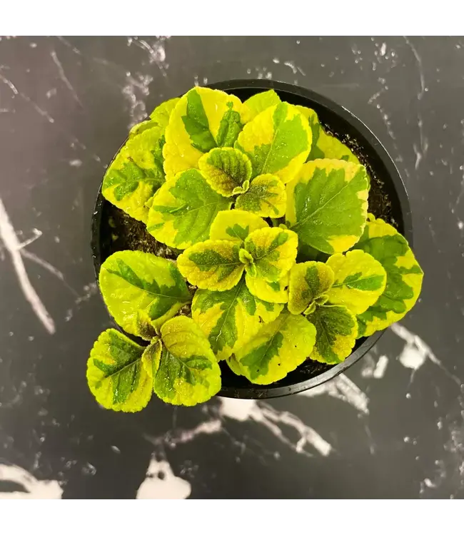 Plectranthus 'Guacamole' 4"