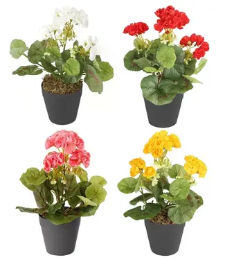 Geranium asst 6"