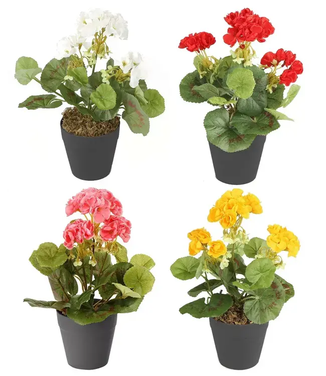 Geranium asst 6"