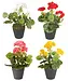 Proven Winner Geranium asst 6"