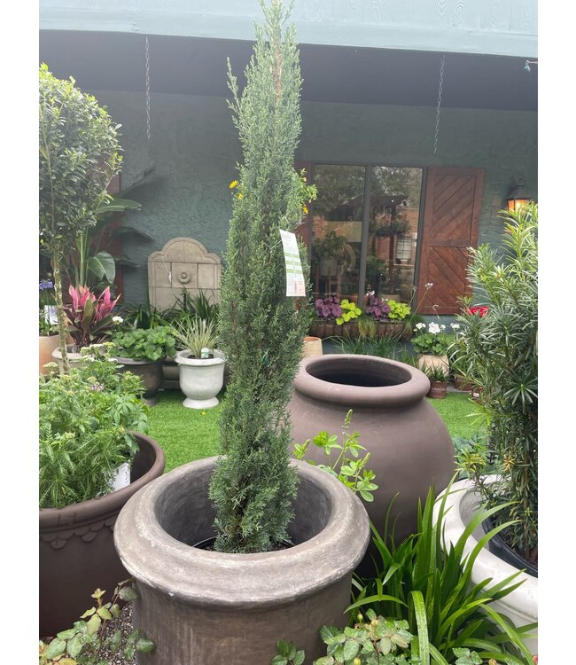 Italian Cypress 7gal