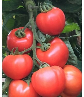 VF Tomato Early Girl Plus 4"