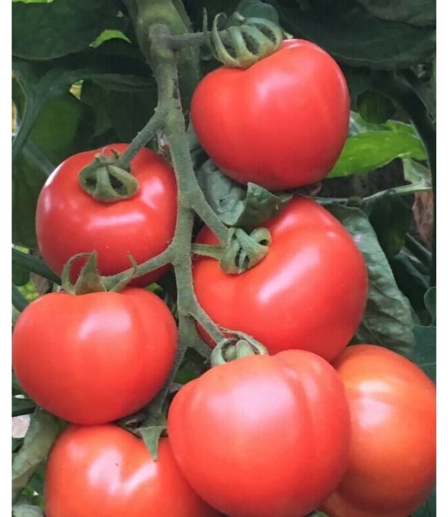 VF Tomato Early Girl Plus 4"