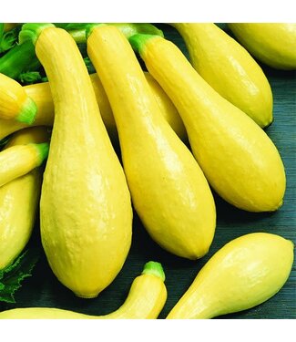 VF Squash Yellow St Neck 4"