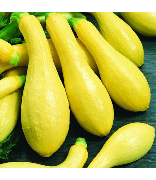 VF Squash Yellow St Neck 4"