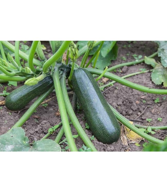 VF Squash Spineless Perfection 4"