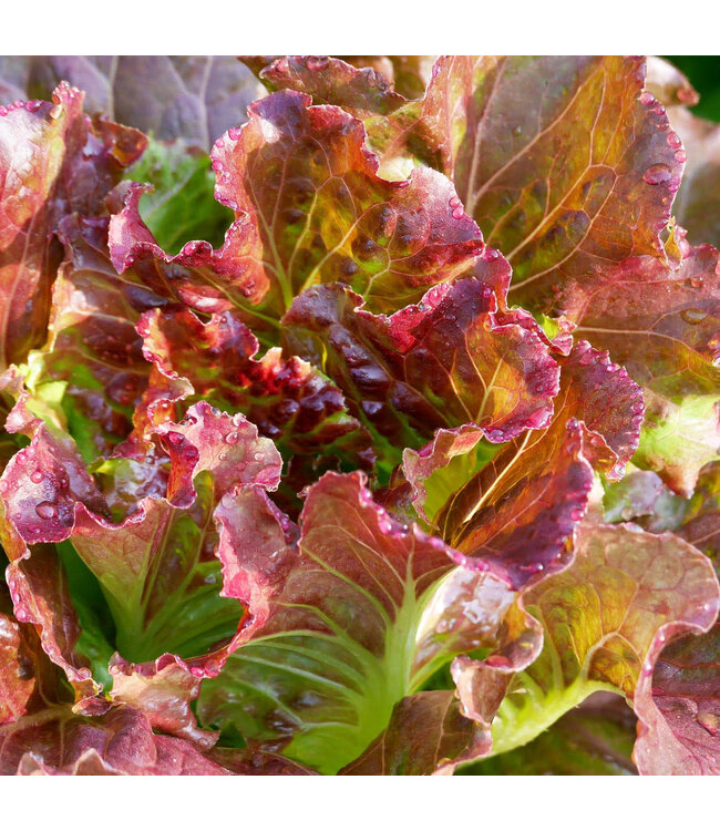 VF Lettuce Red Oak Leaf 4"