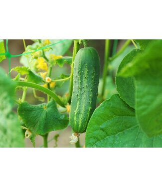 VF Cucumber Bush Pickle 4"
