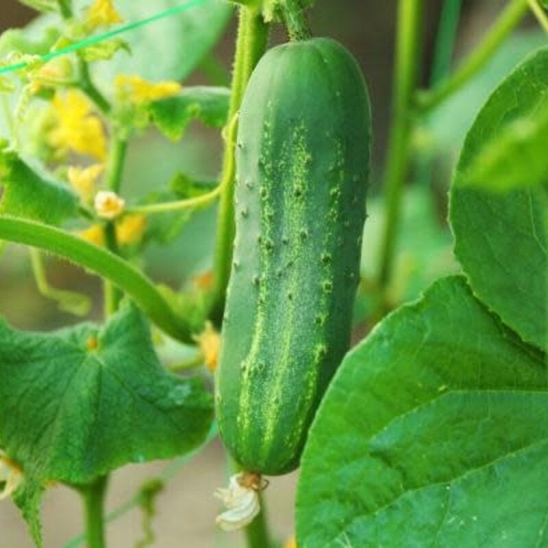 VF Cucumber Bush Pickle 4"