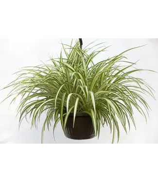 Spider Plant 10" HB