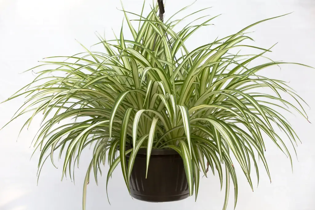 10″ HB Spider - The (KC) Plant Factory