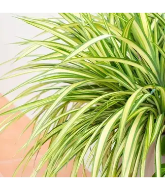 Spider Plant 6"