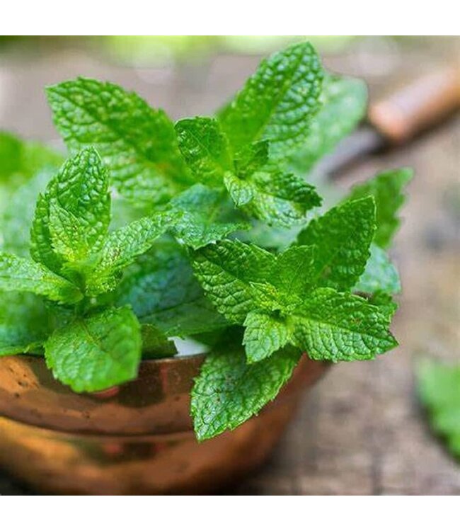 Herb Spearmint  4"