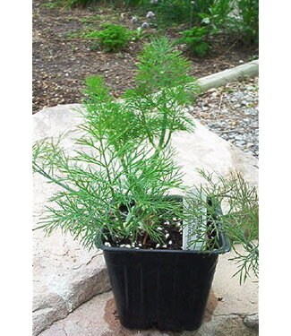 Herb Dill Fernleaf 4"
