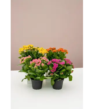 Calandiva Assorted 6"