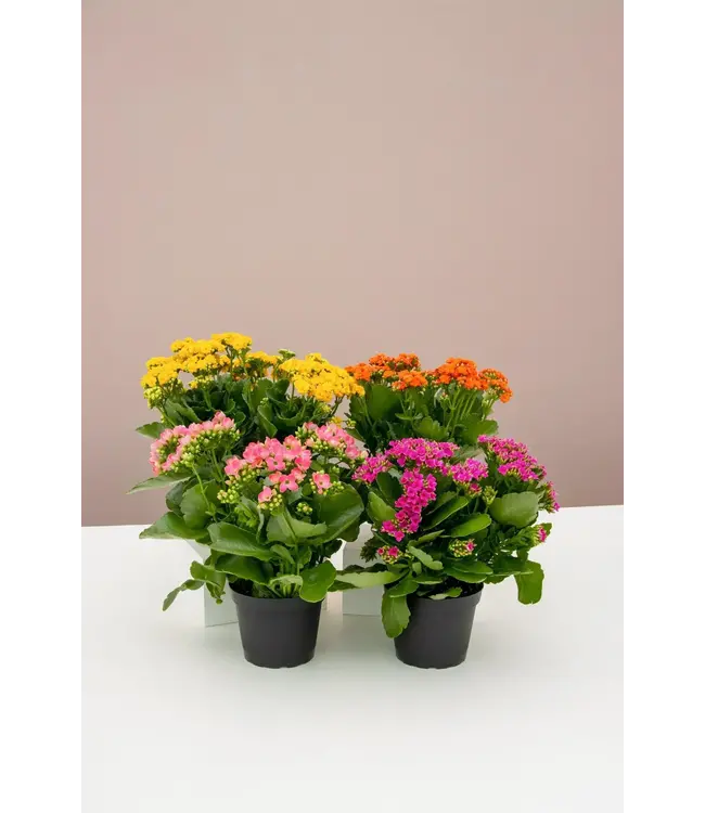 Calandiva Assorted 6"
