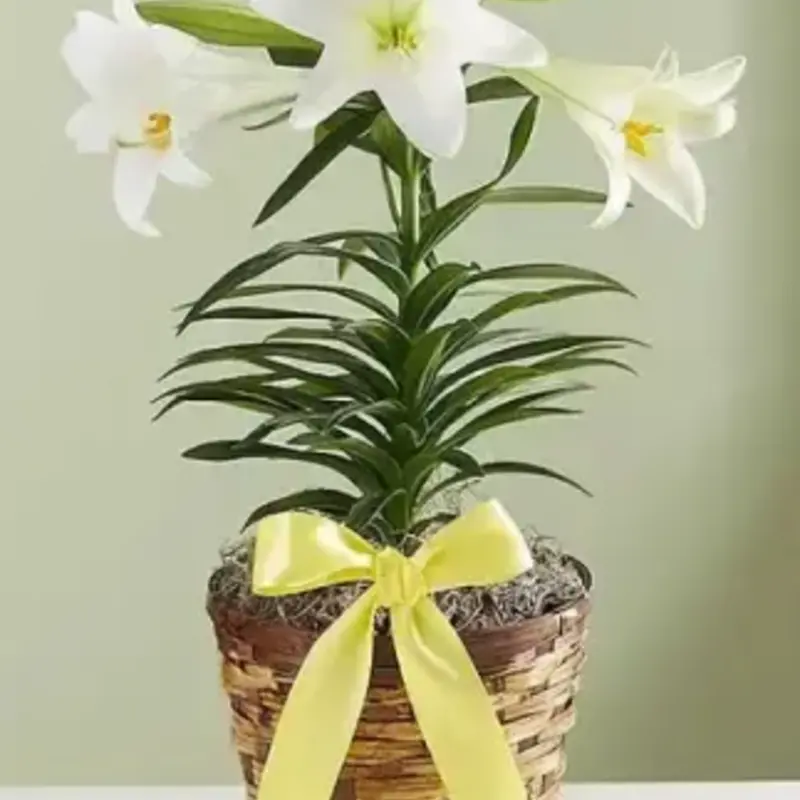 The Plant Shoppe Easter Lily 6"