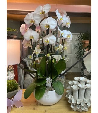 The Plant Shoppe 10.5" Phal. Orchid Waterfall Royale