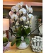 The Plant Shoppe Phal. Orchid Waterfall Royale 10.5"