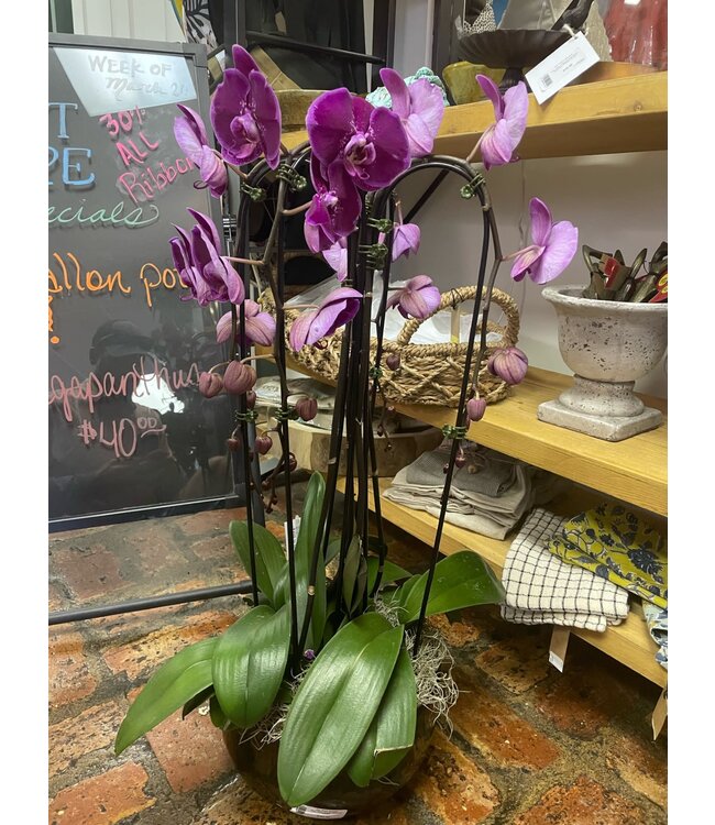 The Plant Shoppe 10.5" Phal. Orchid Waterfall Royale