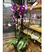The Plant Shoppe 10.5" Phal. Orchid Waterfall Royale