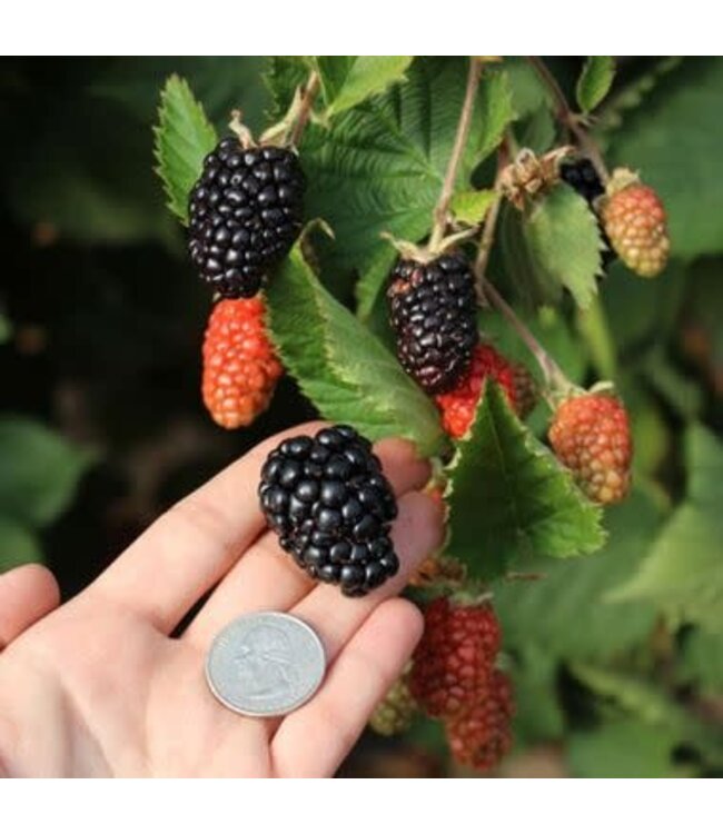 Blackberry 'Prime-Ark Traveler' 1gal