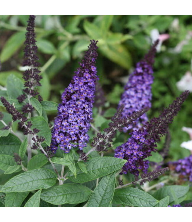 Proven Winner Buddleia "Pugster Blue" PW 3gal