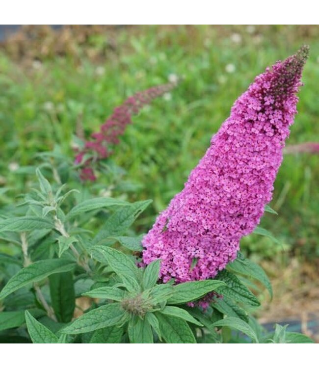 Buddleia "Pugster Pinker" PW 3gal