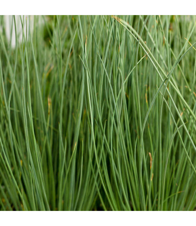 Graceful Grasses 'Blue Mowhawk' PW 6"
