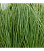 Graceful Grasses 'Blue Mowhawk' PW 6"