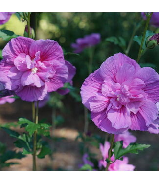 Hibiscus Dark Lavender Chiffon Rose of Sharron PW 3gal