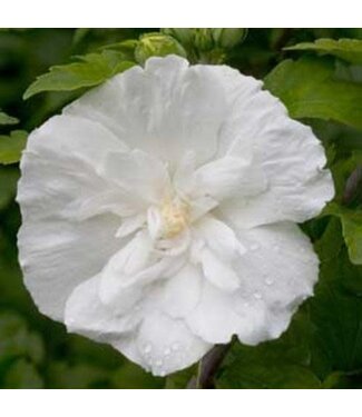 Hibiscus White Chiffon Rose of Sharon PW 3gal