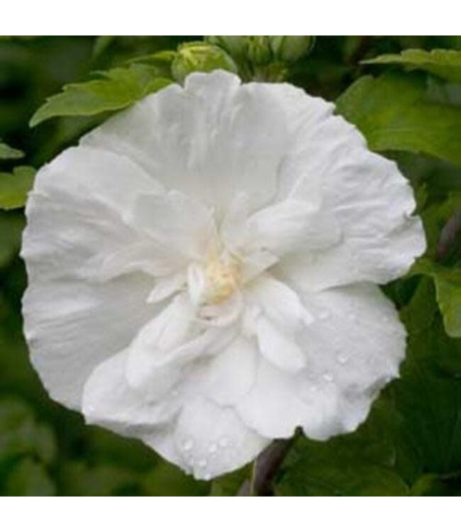 Hibiscus White Chiffon Rose of Sharon PW 3gal